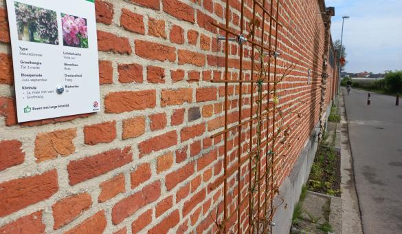 Stad Leuven opent ‘langste geveltuin van Vlaanderen’ in Tivolistraat