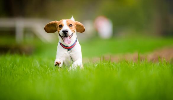 Elf gemeenten uit Oost-Brabant vragen steun bij hogere overheden voor de oprichting van een dierenwelzijnscentrum