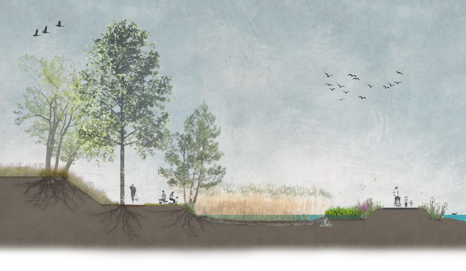 Voorbeeld van een droge en open oever met vooroever