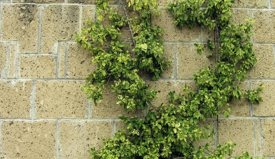 Japanse kardinaalsmuts