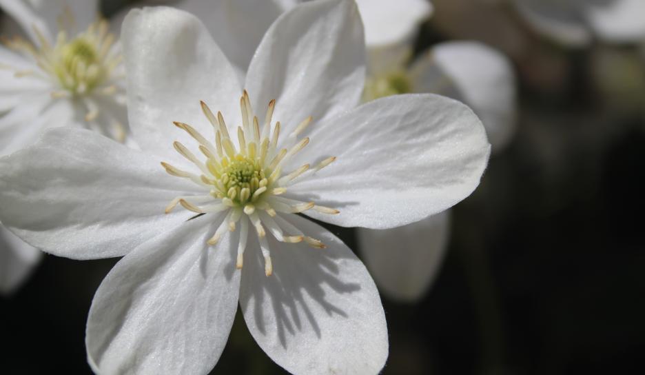 Wintergroene bosrank bloesem
