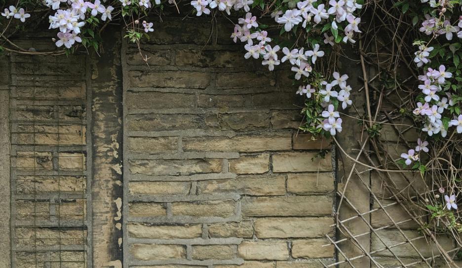 Wintergroene bosrank